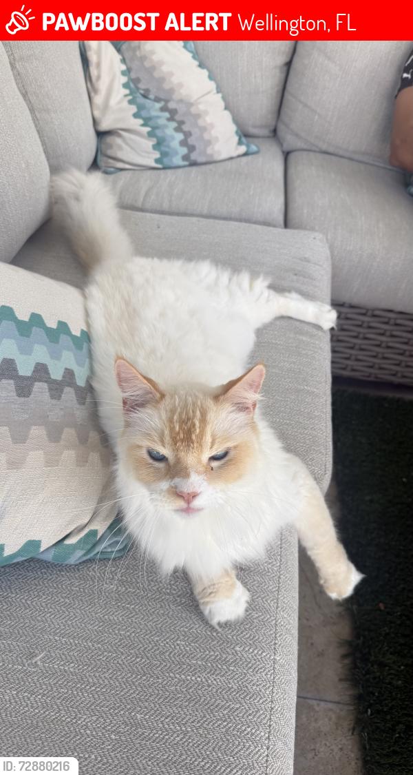 Lost Male Cat last seen Near widener terr, Wellington, FL 33414