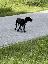 Found/Stray Male Dog last seen Near E and 575 N, Milan, IN 47031