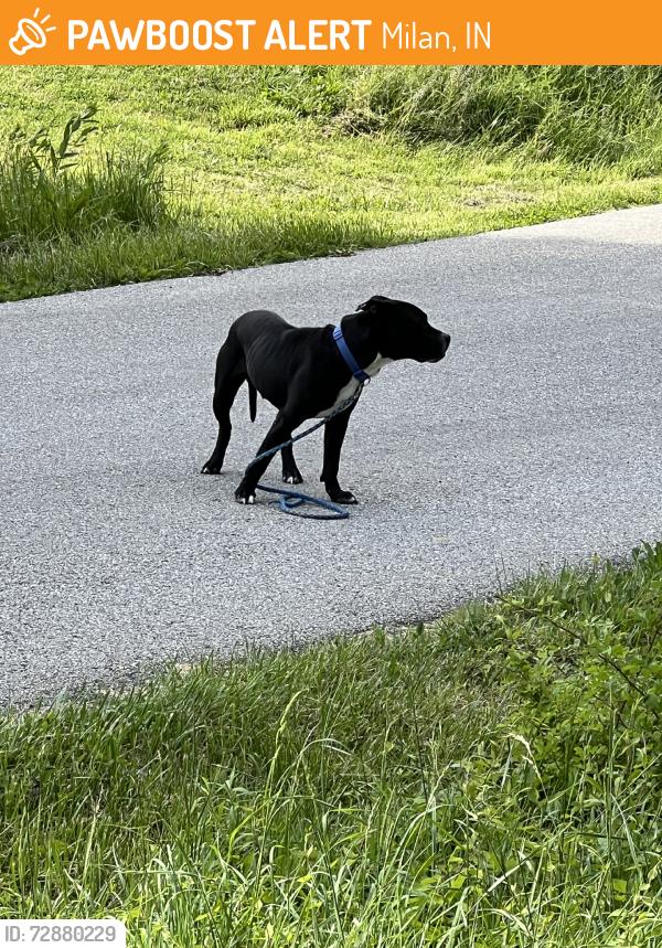 Found/Stray Male Dog last seen Near E and 575 N, Milan, IN 47031