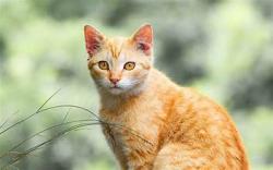 Found/Stray Unknown Cat last seen by 4525 gibraltar st Himalaya Road in the grass in east branch highline c, Denver, CO 80249