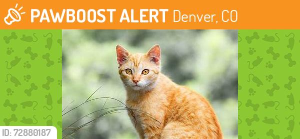 Found/Stray Unknown Cat last seen by 4525 gibraltar st Himalaya Road in the grass in east branch highline c, Denver, CO 80249