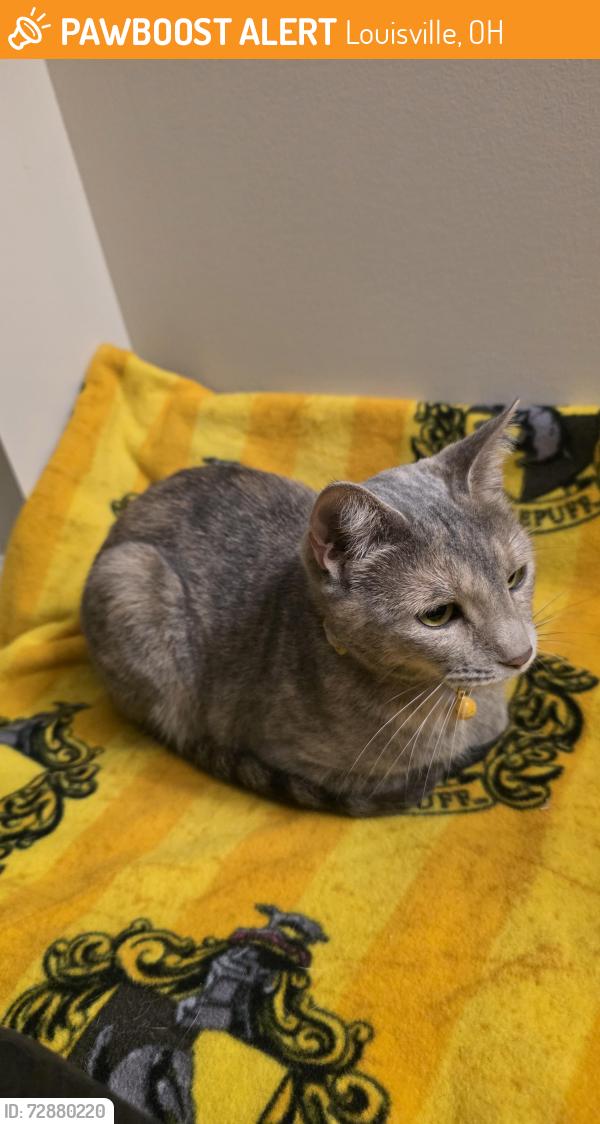 Found/Stray Female Cat last seen Redberry St & Pearwood Place, Louisville, OH 44641