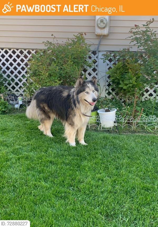Found/Stray Male Dog last seen Near and Ashland, Chicago, IL 60643