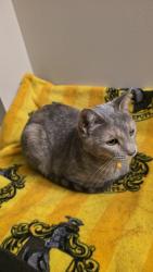 Found/Stray Female Cat last seen Redberry St & Pearwood Place, Louisville, OH 44641