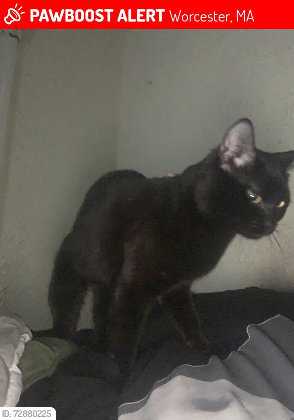 Lost Male Cat last seen Near stop and shop, Worcester, MA 01606