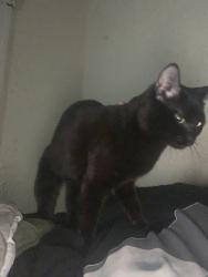 Lost Male Cat last seen Near stop and shop , Worcester, MA 01606