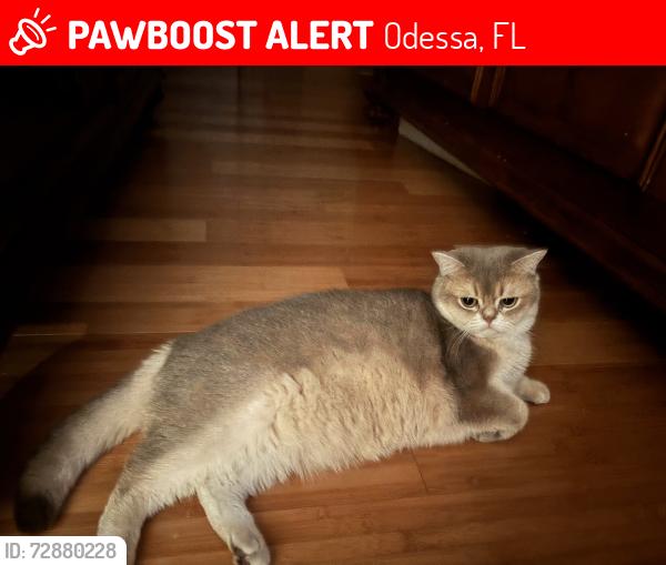 Lost Female Cat last seen Nine eagles and the golf Club, Odessa, FL 33556