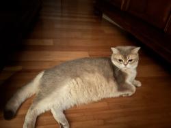 Lost Female Cat last seen Nine eagles and the golf Club, Odessa, FL 33556