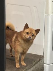 Reunited Male Dog last seen 109th Ave, Renton, WA 98055