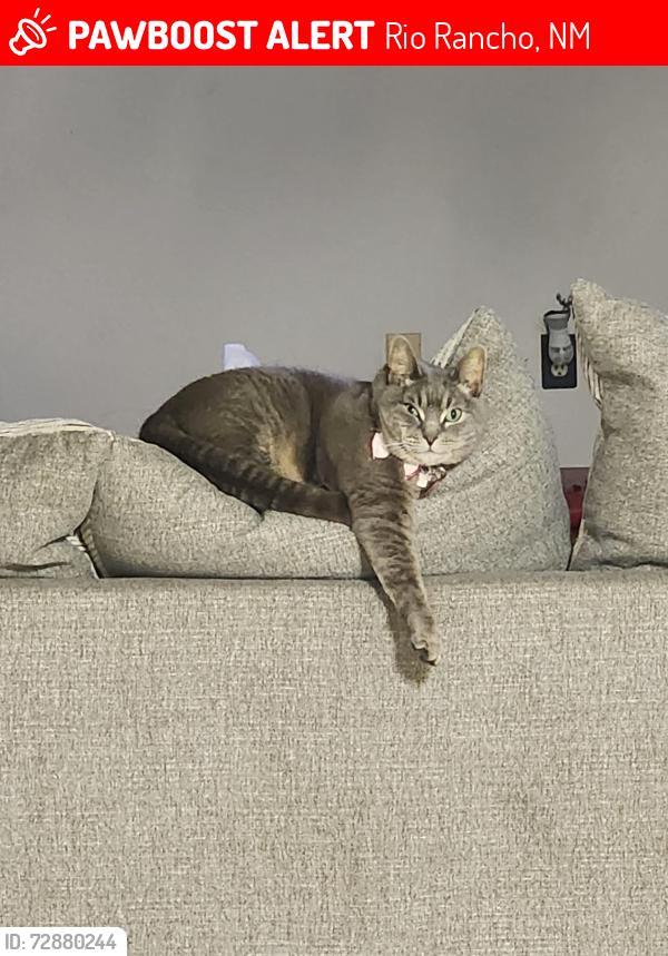 Lost Female Cat last seen Abrazo and tulip, Rio Rancho, NM 87144