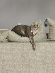 Lost Female Cat last seen Abrazo and tulip, Rio Rancho, NM 87144