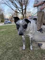 Found/Stray Male Dog last seen Linwood street between Ness and Silver, Winnipeg, MB R3J 2E2