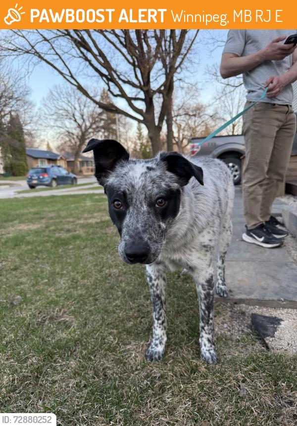 Found/Stray Male Dog last seen Linwood street between Ness and Silver, Winnipeg, MB R3J 2E2