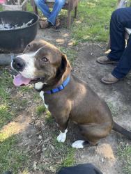 Reunited Male Dog last seen Livingston road, Weatherford, TX 76087