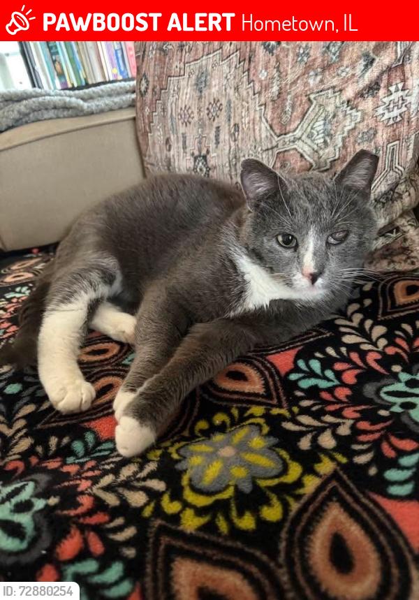 Lost Male Cat last seen 90th and Pulaski , Hometown, IL 60456