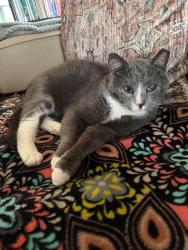 Lost Male Cat last seen 90th and Pulaski , Hometown, IL 60456