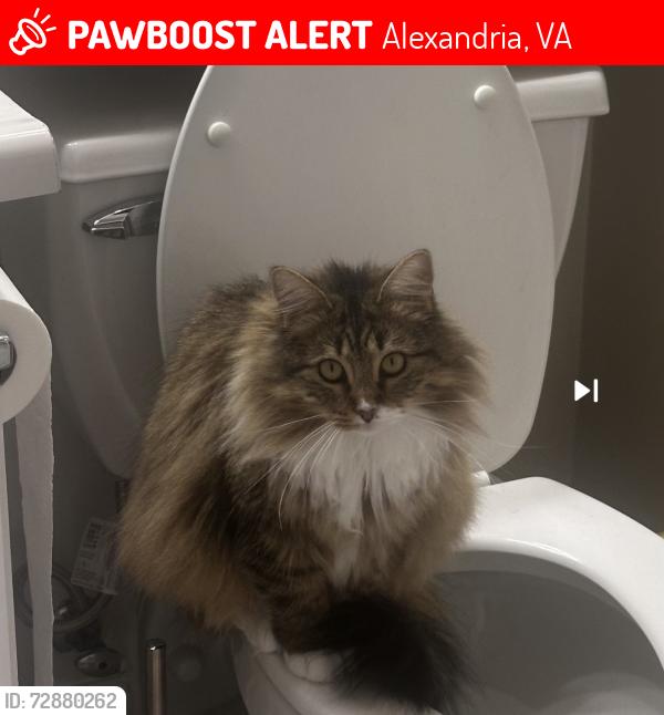 Lost Female Cat last seen Near unit D Eagle Ridge lane, Alexandria, VA 22312