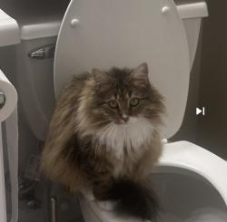 Lost Female Cat last seen Near unit D Eagle Ridge lane, Alexandria, VA 22312