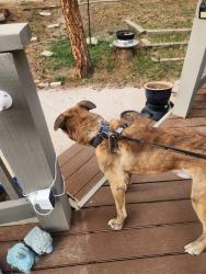 Found/Stray Male Dog last seen Burke and Neal Road , Bailey, CO 80421