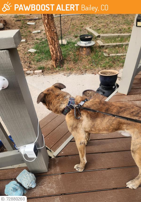 Found/Stray Male Dog last seen Burke and Neal Road , Bailey, CO 80421