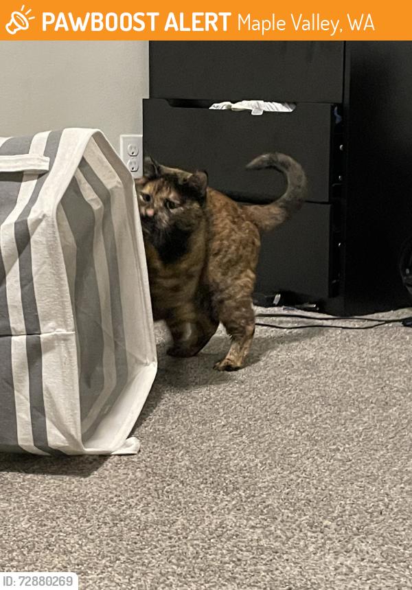 Found/Stray Female Cat last seen Behind four corners safeway, Maple Valley, WA 98038