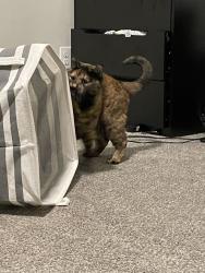 Found/Stray Female Cat last seen Behind four corners safeway, Maple Valley, WA 98038