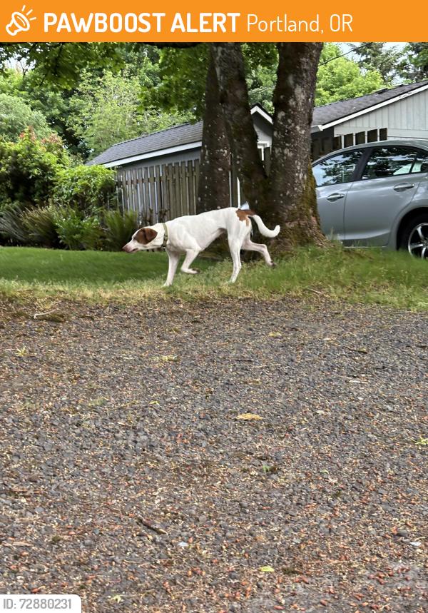 Found/Stray Male Dog last seen SW Alfred St & SW 52nd Ave, Portland, OR 97219
