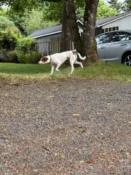 Found/Stray Male Dog last seen SW Alfred St & SW 52nd Ave, Portland, OR 97219