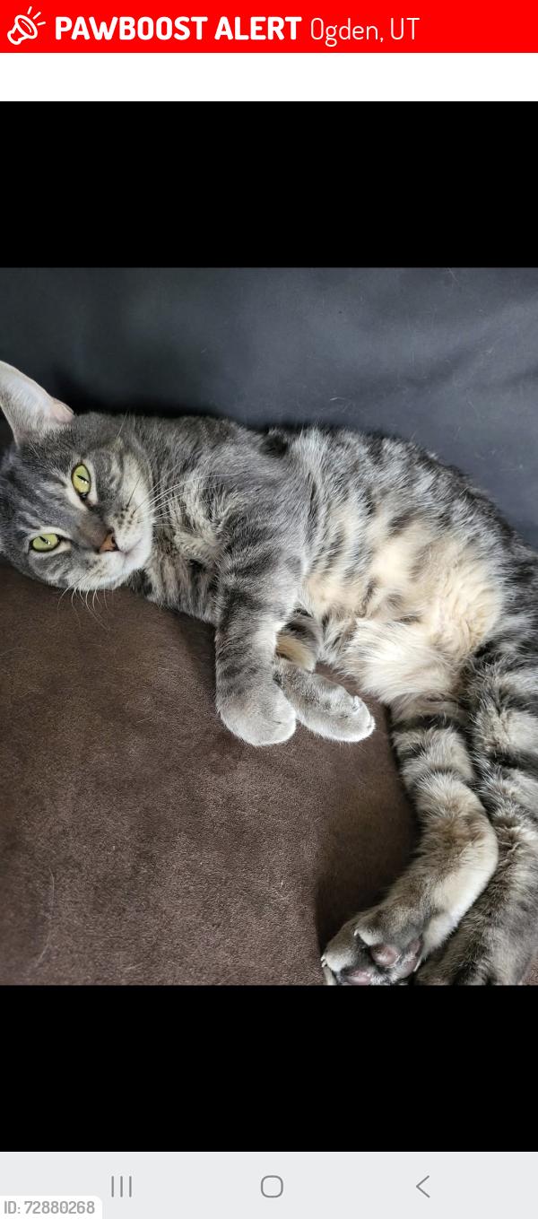 Lost Male Cat last seen Jefferson , Ogden, UT 84401