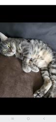 Lost Male Cat last seen Jefferson , Ogden, UT 84401