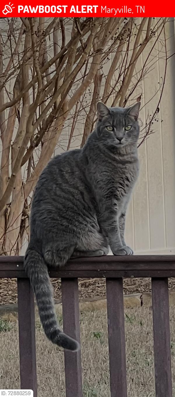 Lost Male Cat last seen Between asbury acres and the new Walmart under construction on 331, Maryville, TN 37804