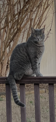 Lost Male Cat last seen Between asbury acres and the new Walmart under construction on 331, Maryville, TN 37804