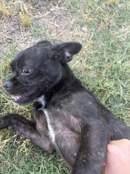 Lost Male Dog last seen Whittier blvd Redman ave , West Whittier-Los Nietos, CA 90606