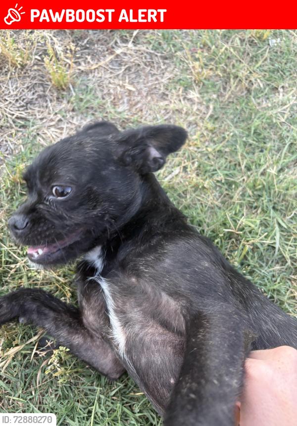 Lost Male Dog last seen Whittier blvd Redman ave , West Whittier-Los Nietos, CA 90606