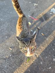 Found/Stray Male Cat last seen Bob Evans South Charleston WV, South Charleston, WV 25303