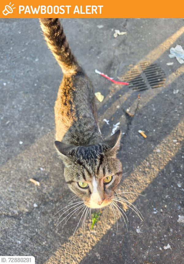 Found/Stray Male Cat last seen Bob Evans South Charleston WV, South Charleston, WV 25303
