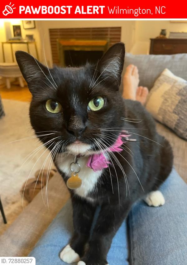 Lost Female Cat last seen Lansdowne Neighborhood, Wilmington, NC 28409