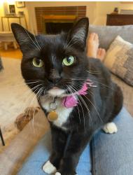 Lost Female Cat last seen Lansdowne Neighborhood, Wilmington, NC 28409