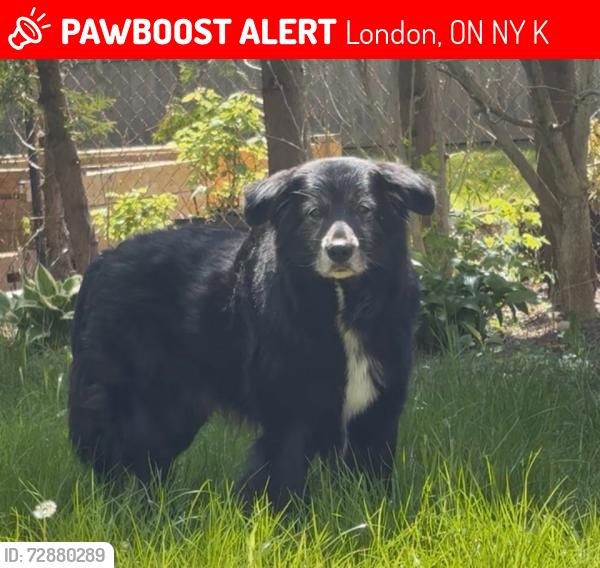 Lost Male Dog last seen Kips Lane Street and Belfield Street, London, ON N5Y 2K4