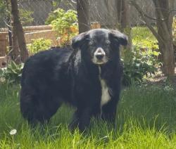 Lost Male Dog last seen Kips Lane Street and Belfield Street, London, ON N5Y 2K4