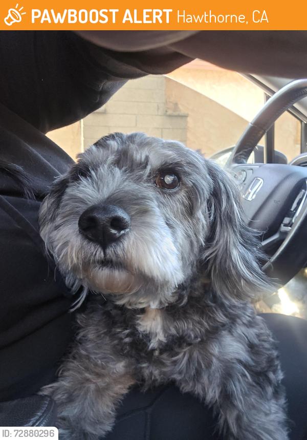 Found/Stray Male Dog last seen Near cimarron ave, Hawthorne, CA 90250