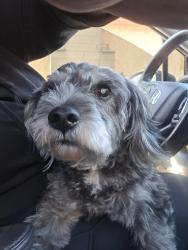 Found/Stray Male Dog last seen Near cimarron ave, Hawthorne, CA 90250