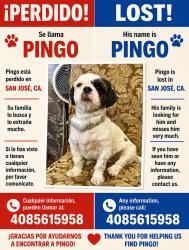 Lost Male Dog last seen Near eastsaide Dr San José cá 95127, San Jose, CA 95127