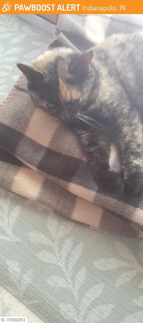 Found/Stray Unknown Cat last seen Near and County Line Rd, Indianapolis, IN 46217
