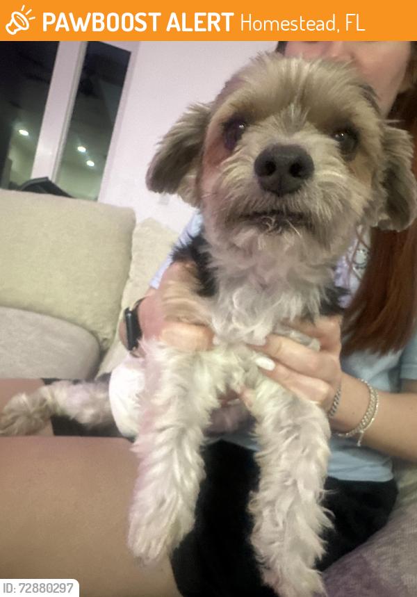 Found/Stray Male Dog last seen Crome, Homestead, FL 33030