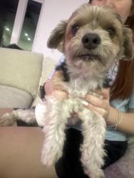 Found/Stray Male Dog last seen Crome, Homestead, FL 33030