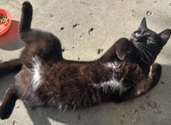 Found/Stray Unknown Cat last seen East 26th St, Muncie, IN 47302