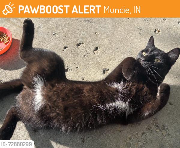 Found/Stray Unknown Cat last seen East 26th St, Muncie, IN 47302