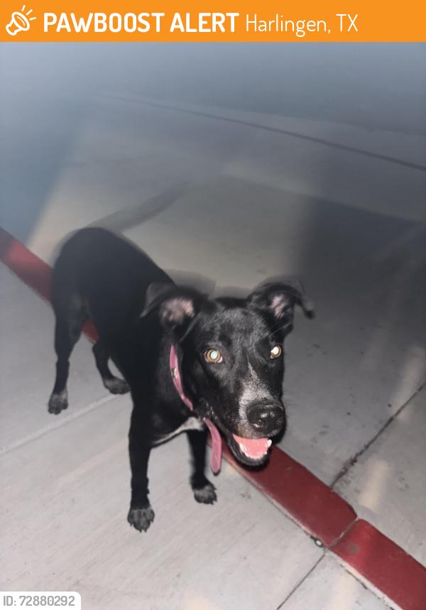 Found/Stray Unknown Dog last seen South palm court dr, Harlingen, TX 78552