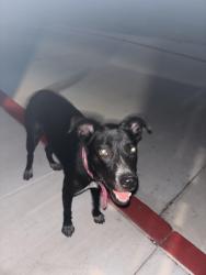 Found/Stray Unknown Dog last seen South palm court dr, Harlingen, TX 78552